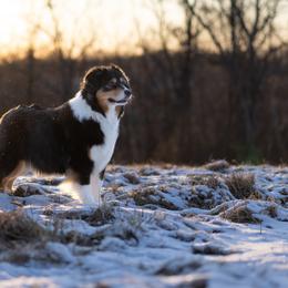 Australian Shepherd All Grown Up from Calinora Australian Shepherds