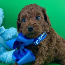 Goldendoodles and Poodles from Katy's Toy Poodles & Doodles
