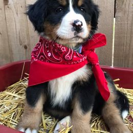 Bernedoodle Puppies from HooDoodles