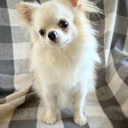 Stay puft - Chihuahua