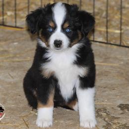 Miniature Australian Shepherd, Pembroke Welsh Corgi, and Toy Australian Shepherd Puppies from Midwest Mini/Toy Aussies