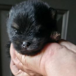 Sterling pup 1 Bear - Black and tan female Pomeranian puppy in Carrollton, Georgia from B AND R'S POMERANIAN'S