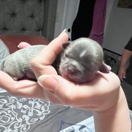 Shih Tzu Puppies from P&B Tzu Tribe