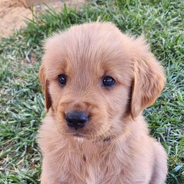 Black collar - Golden male Golden Retriever puppy in Boulder, Montana from Sharee's Golden Retrievers