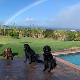 Flat-Coated Retrievers from Kaia Golden Flat Coat