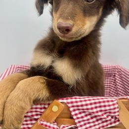 Reed - Red phantom male Aussiedoodle puppy in Austin, Texas from Doodles of Central Texas
