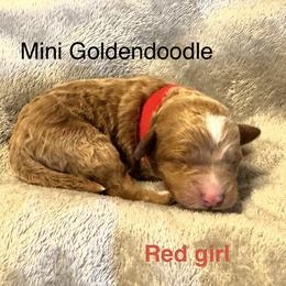 Red collar girl - Red  female Goldendoodle puppy in Vian, Oklahoma from Dog Days Doodles