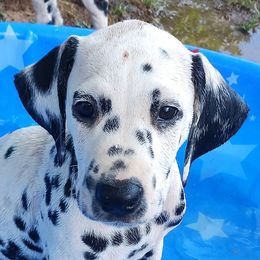 Tornado - Light Blue collar - White and black male Dalmatian puppy in Decatur, Alabama from Hollytree Dalmatians