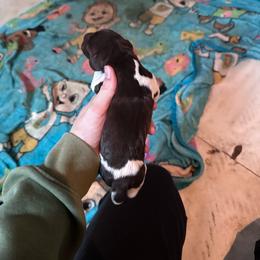 Boy 3 - Liver roan male German Shorthaired Pointer puppy in Greenwood, New York from Fur and Feather Kennels