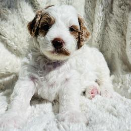 Kiya - Parti female Goldendoodle puppy in American Fork, Utah from Kym’s Micro Mini Goldendoodles