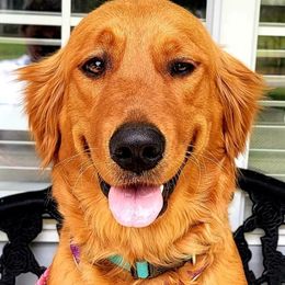 Sofie - Goldendoodle