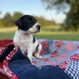 Great Dane Puppies from Oak View Danes