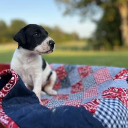 Great Dane Puppies from Oak View Danes