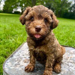 Betty - Brown female Schnoodle puppy in Warrensburg, Missouri from Dreamer Ridge Puppies