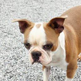Sunny - Boston Terrier