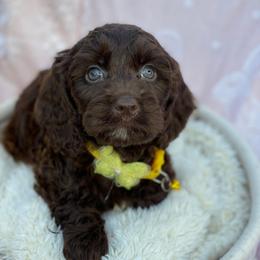 Florence - Brown female Cavapoo puppy in Bellingham, Washington from My Sweet Poodles and Doodles