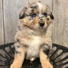 Blue Collar Boy - Blue merle male Australian Shepherd puppy in Van Wert, Ohio from Northwest Ohio Aussies