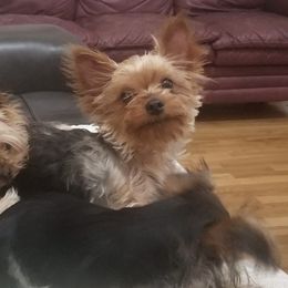 Yorkshire Terriers from Golden Oldies
