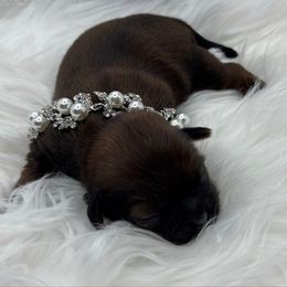 Ginger - Chocolate and tan female Shih Tzu puppy in Las Vegas, Nevada from P and J Farms