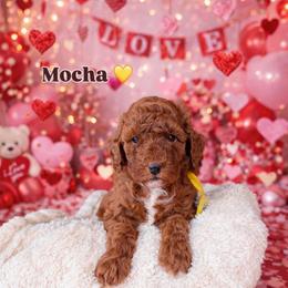 Mocha - Red  male Poodle puppy in Modesto, California from Oso’s Red Toy, Mini, & Standard Poodles