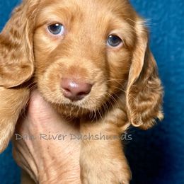 Dachshund Puppies from Dan River Dachshunds
