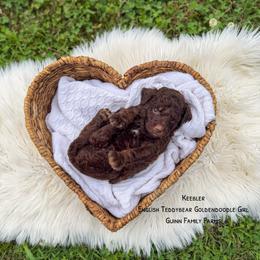 Chocolate Keebler - Chocolate female Goldendoodle puppy in Grove, Oklahoma from Guinn Family Farms