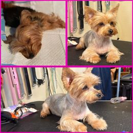 Tela - Yorkshire Terrier