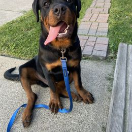 Boy 1 - Black and mahogany male Rottweiler puppy in Detroit, Michigan from Dark Storm Kennels