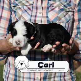 Carl - Black and white male Sheepadoodle puppy in Cleveland, Tennessee from Narrow Path Old English & Sheepadoodles