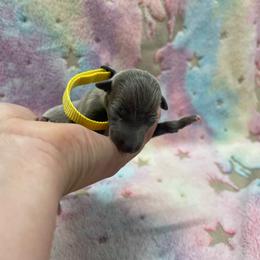 Fabio - Blue male Italian Greyhound puppy in Lancaster, Missouri from White Stone Ranch