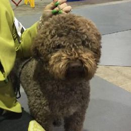 Inga - Lagotto Romagnolo