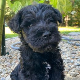 Higgins - Gray Collar - Miniature Schnauzer puppy from Four Seasons Schnauzers