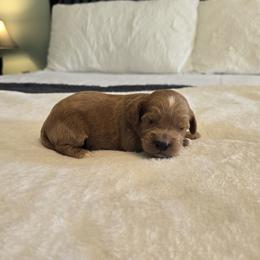 Walnut - Red  male Goldendoodle puppy in Floyd, Virginia from Hearts and Paws Poodles and Doodles