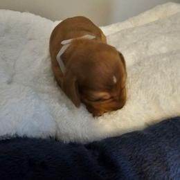 Max - Chocolate male Dachshund puppy in Strong, Arkansas from Dachshunds R Us