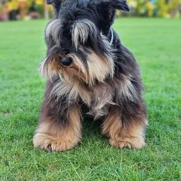 Lexy - Miniature Schnauzer