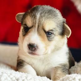Toosie - Sable female Pembroke Welsh Corgi puppy in Frontenac, Kansas from Holloway Corgis