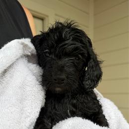 Yellow Green - female Golden Mountain Doodle puppy in Leander, Texas from Olive Grove Doodles
