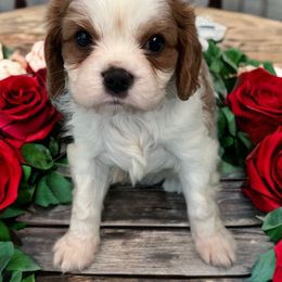 Archie - Blenheim male Cavalier King Charles Spaniel puppy in Myrtle Beach, South Carolina from Colorful-K9'S