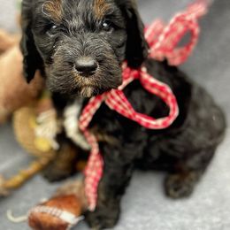 Poodle and Springerdoodle Puppies from Willow Lane Poodles