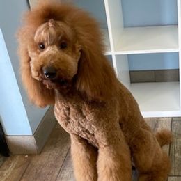 Poodles from Enlightened Oak