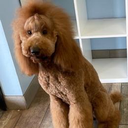 Poodles from Enlightened Oak