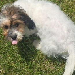 Ace - Tri-color male Cavapoo puppy in Lebanon, Kentucky from Mosaic Merle Doodles