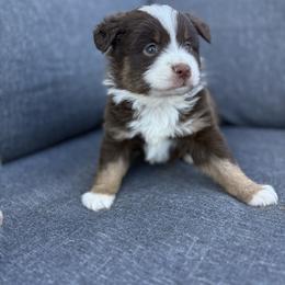 Red Tri Male - Red tri male Miniature Australian Shepherd puppy in Canton, Texas from M&M Aussies