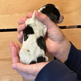 Female 4 - Black brown and white female Basset Hound puppy in Lindley, New York from Hill Top Basset Hounds & Cane Corso
