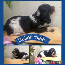 Sailor - Piebald male Dachshund puppy in Elko, Nevada from Willow Creek Acres Dachshunds