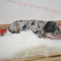 Black and cream dapple - Dapple male Dachshund puppy in Seminary, Mississippi from Down South Mavericks Dachshunds