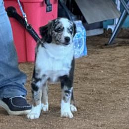 Miniature Australian Shepherd Puppies from Dutton's Show Me Farms