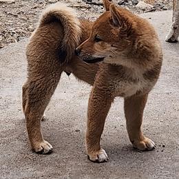 Malachi - Red male Shiba Inu puppy in Lake Havasu City, Arizona from MarshDancer's Beautiful Babes Shiba Inu