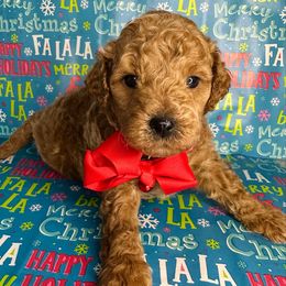 Charlie Brown (red boy) - Red  male Goldendoodle puppy in Hot Springs, Arkansas from Hot Springs Kennels