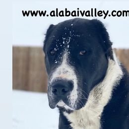 Central Asian Shepherd Dogs from Alabaivalley